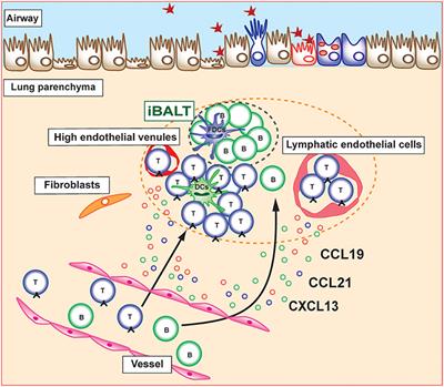 Immune Cell-Epithelial/Mesenchymal Interaction Contributing to Allergic Airway Inflammation Associated Pathology